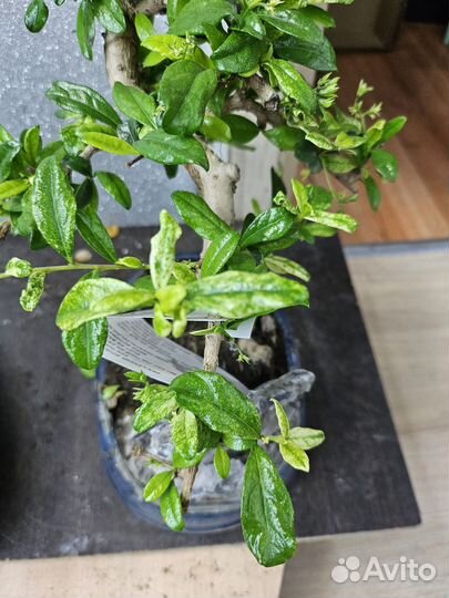 Бонсай Кармона Вариегатная 20/30