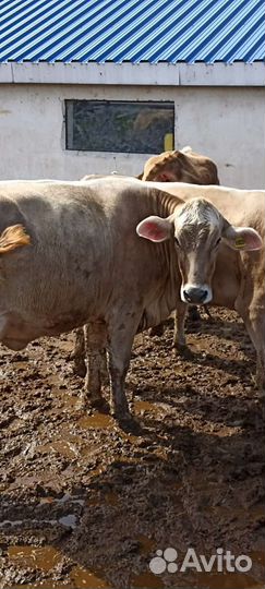 Нетели, коровы