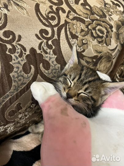 Бенгальская