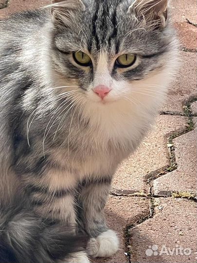 Кошка в дар бесплатно