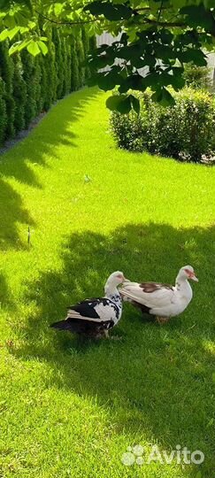 Семья уток 3+1 (есть доставка)