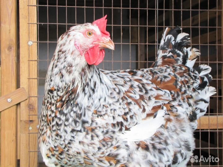 Инкуб. яйцо породных кур