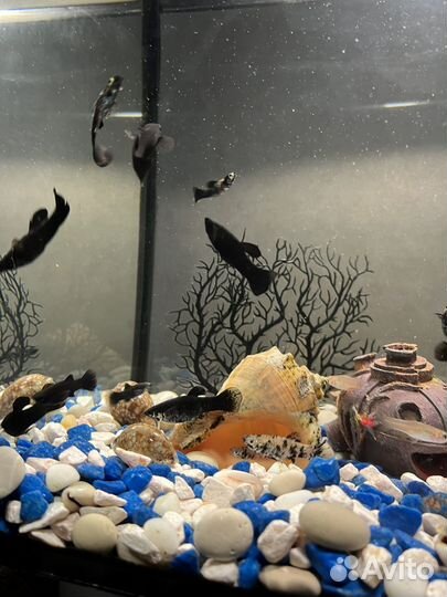 Моллинезия, рыбки