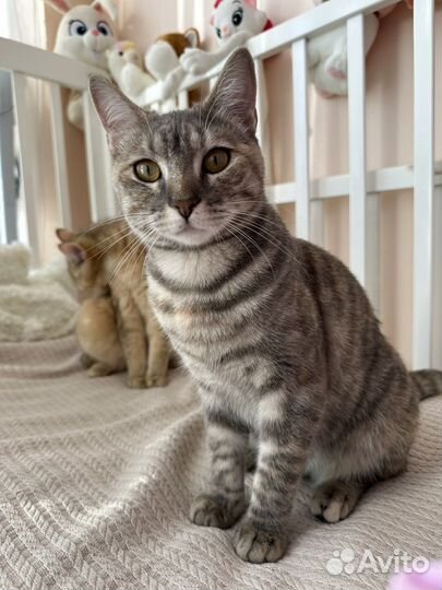 Отдам в дар кошка