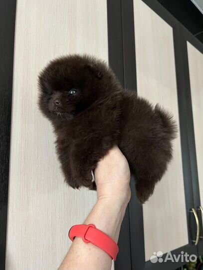 Шпиц шоколадный с документами