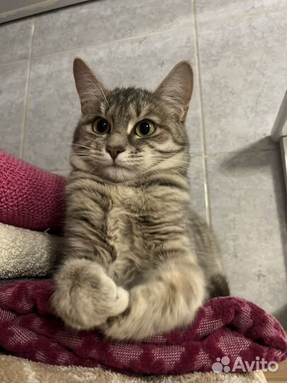 Серый котенок девочка 6 месяцев