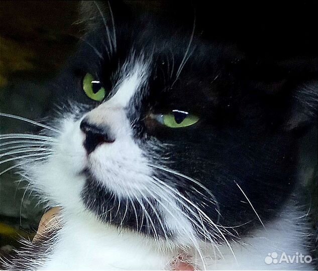 Без кота- жизнь не та. Особенно без этого