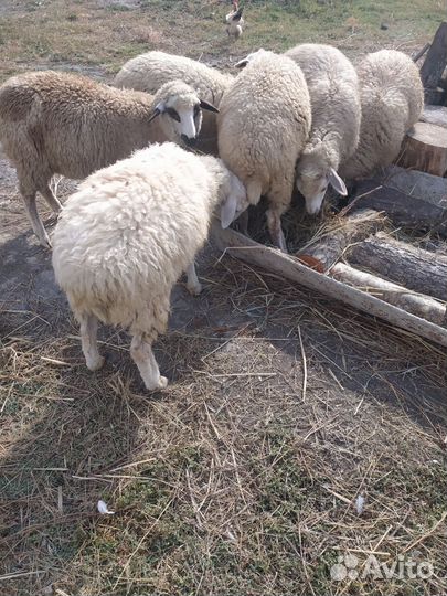 Молодые ярки