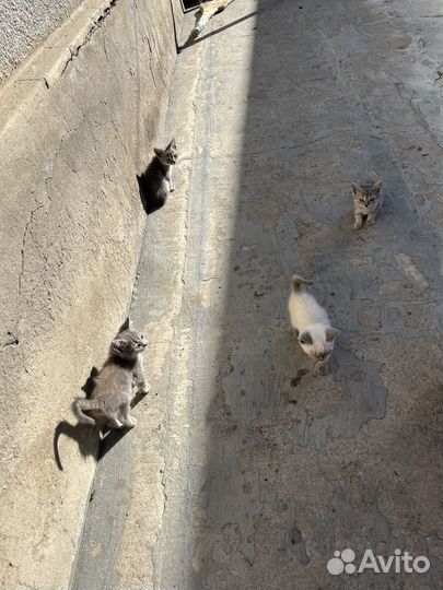 Котята в добрые руки