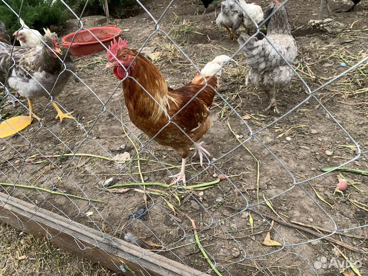 Продам двух Петь