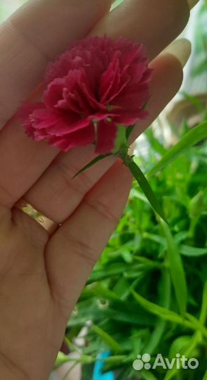 Калла эфиопская детки и гвоздика горшкавая