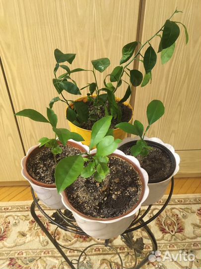 Комнатные растения, цветы