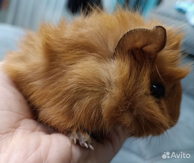 Морская свинка розетка