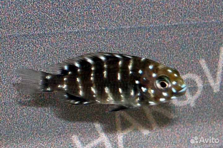 Трофеус звёздный