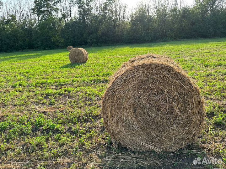Сено Люцерна