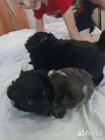 Щенки в добрые руки маленькой собаки