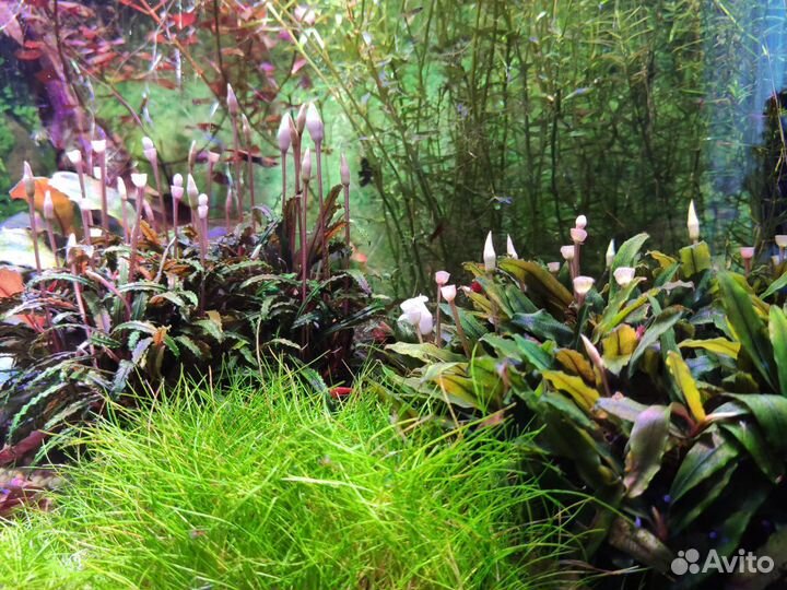 Растения и мхи в аквариум