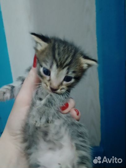 Отдам котят 3 мальчика 1 девочка, котятам месяц