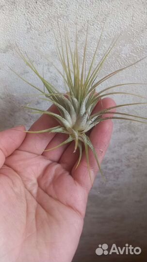 Тилландсия атмосферная