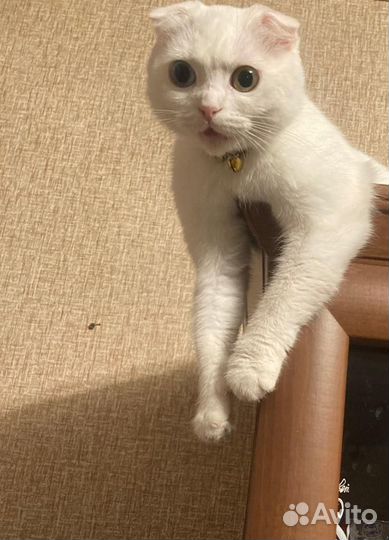 Ищем котика для случки