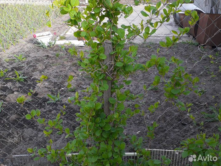 Лимонник китайский