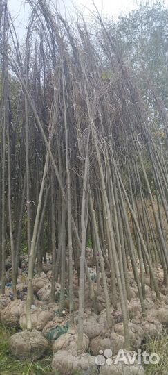 Липа мелколистная