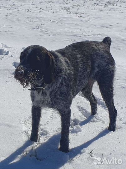 Вязка собак