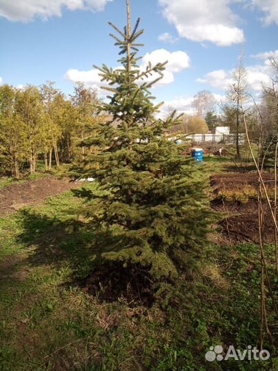 Ель голубая крупномер