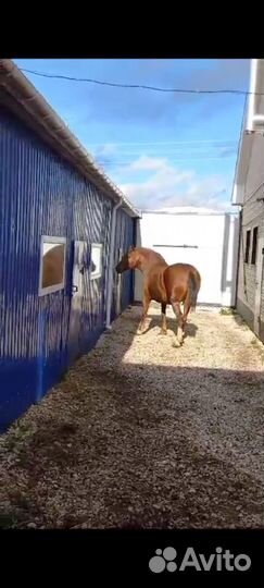 Лошадь тяжеловозной