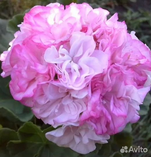 Герань пеларгония Ч.6