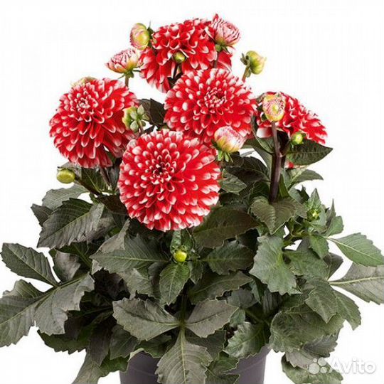 Георгины
