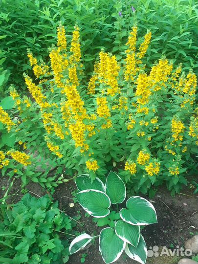 Садовые многолетники