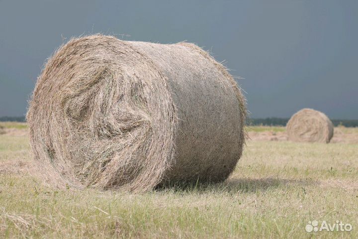 Предлагаю приобрести сено с доставкой от одного ру