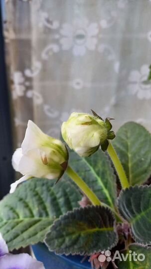 Продам цветы комнатные