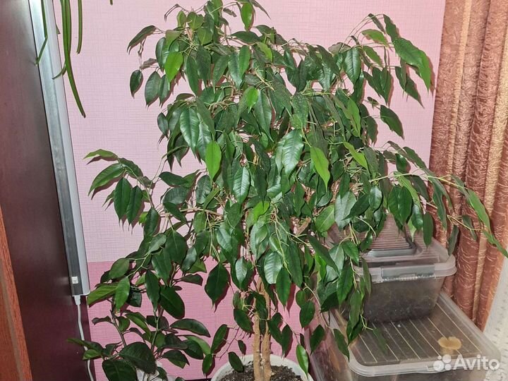 Фикус Бенджамина