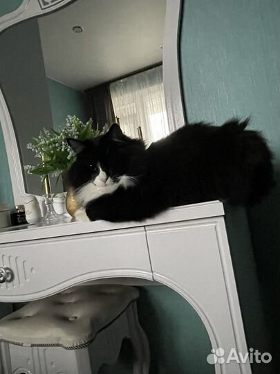 Отдам кота в добрые руки