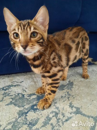 Бенгал мальчик