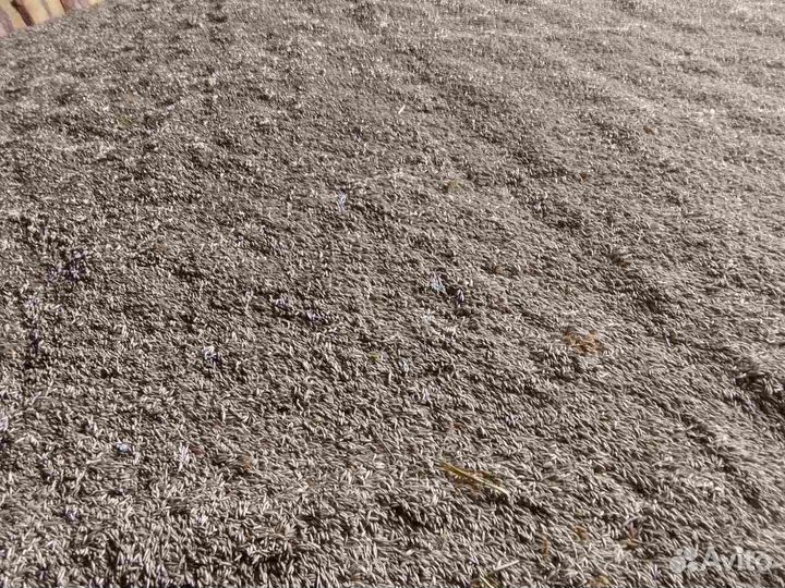 Овес фуражный