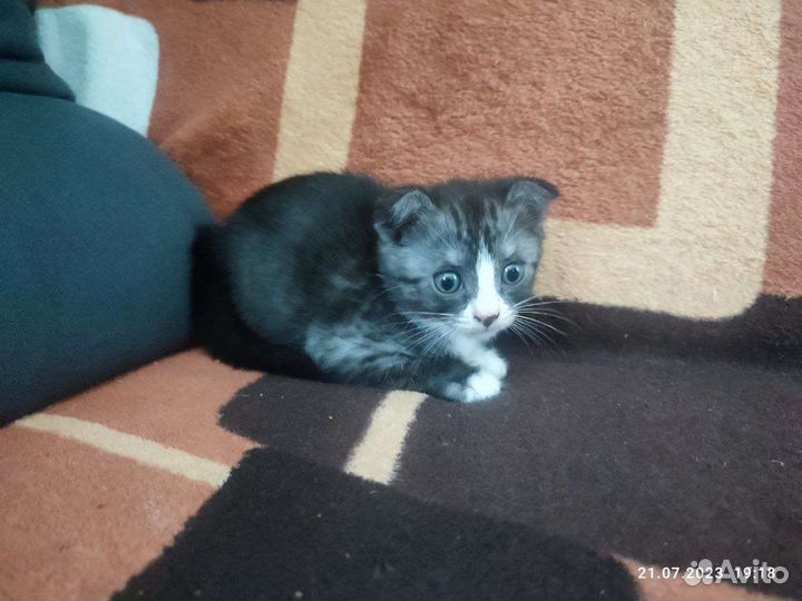 Отдам бесплатно котят