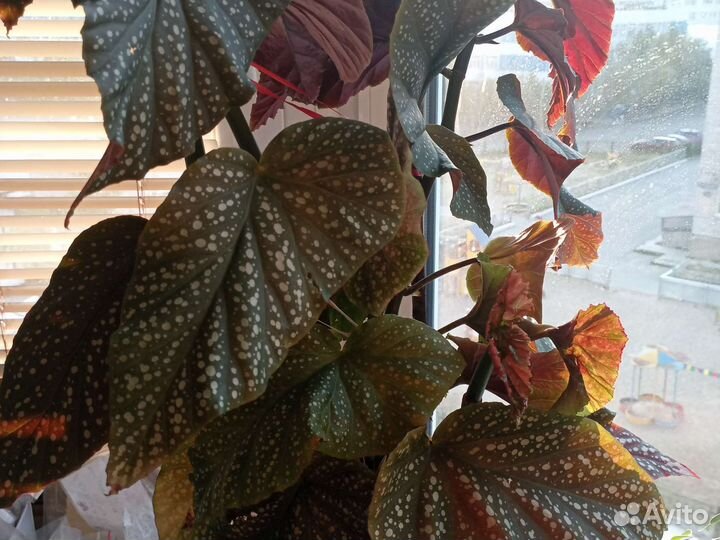 Бегония вечноцветущая