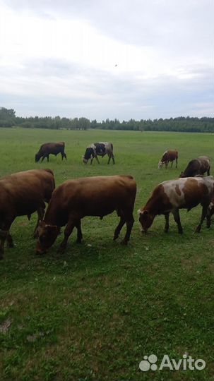 Бычки телки