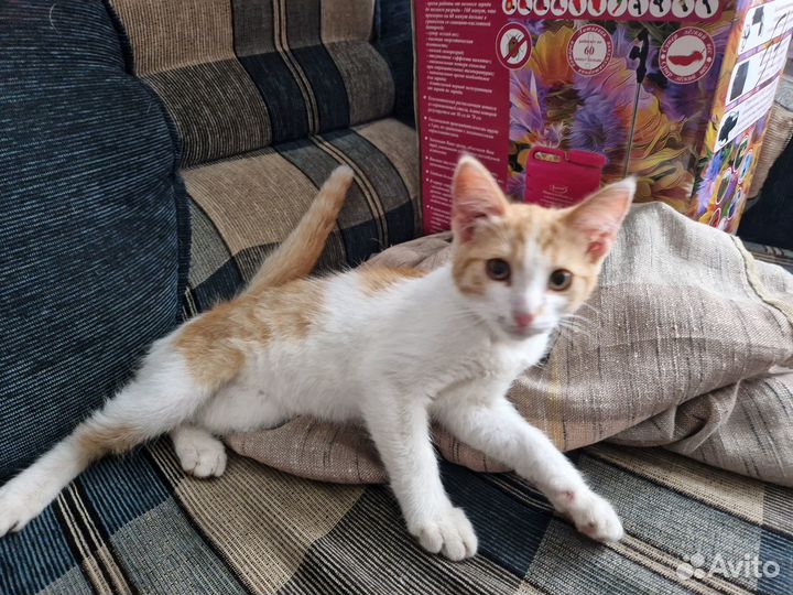 Отдам в добрые руки котенка мальчика