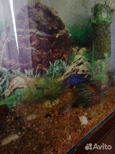 Аквариум