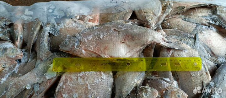 Лещ,Толстолобик свежемороженые