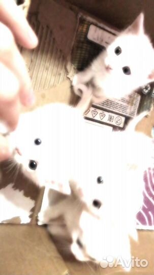 Котята в добрые руки (бесплатно)