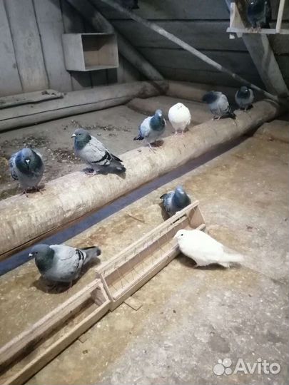 Продам спортивных голубей