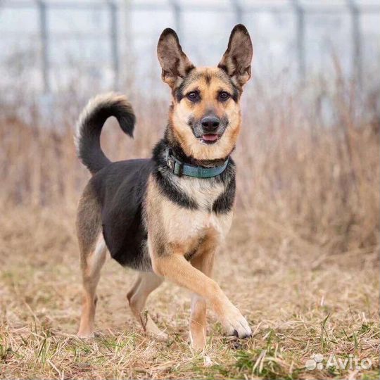 Восточноевропейская овчарка