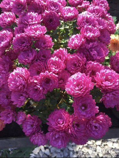 Хризантемы мультифлора