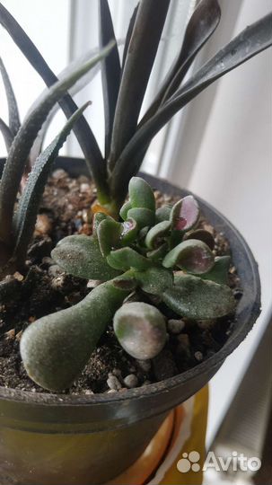 Садик из суккулентов набор растений