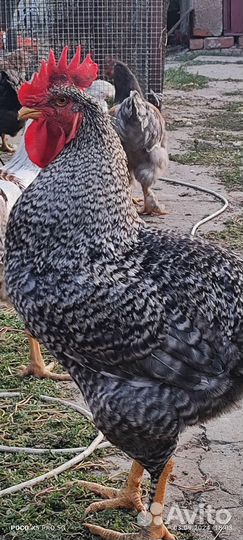 Молодые петухи